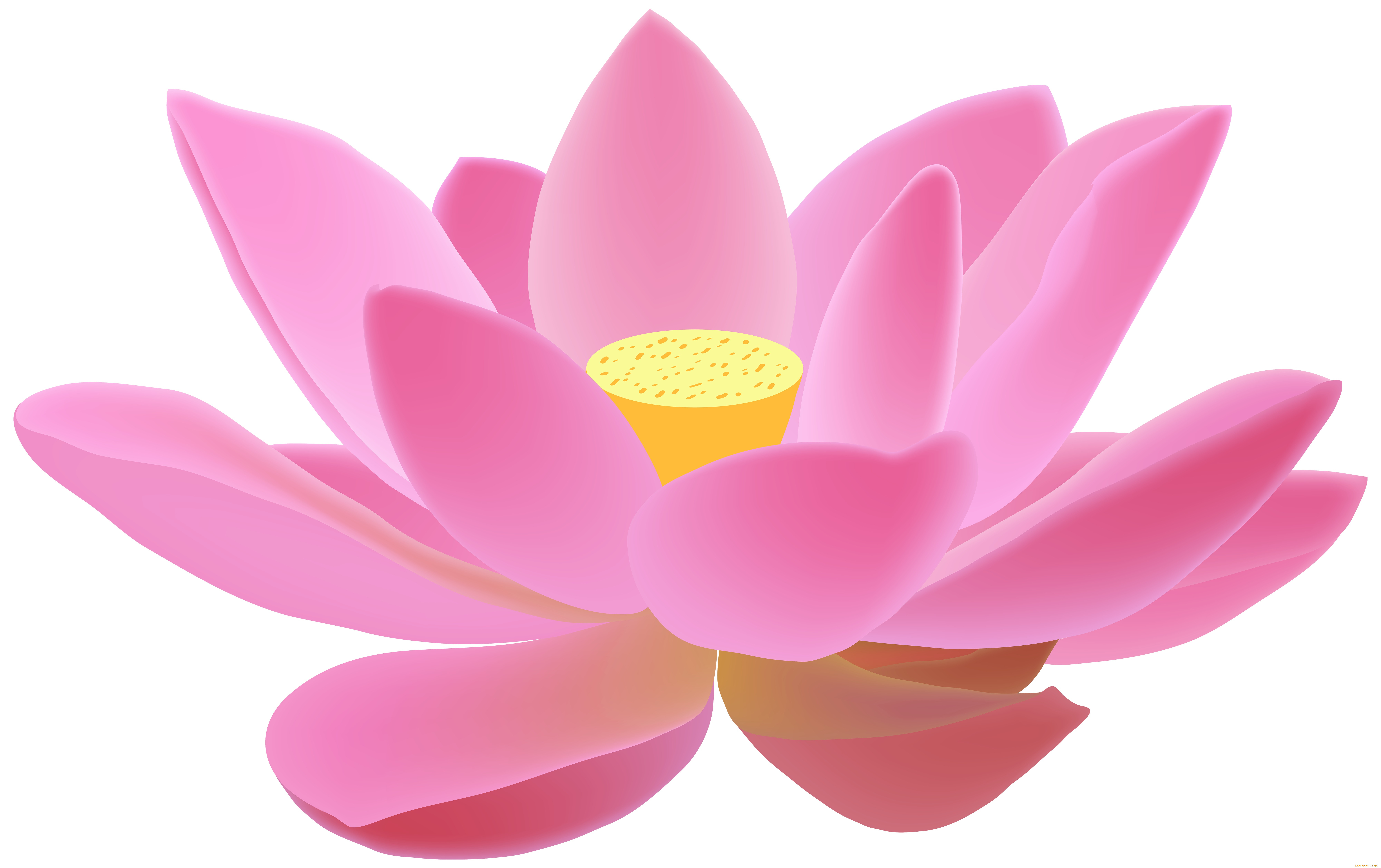  ,  , flowers, , , 